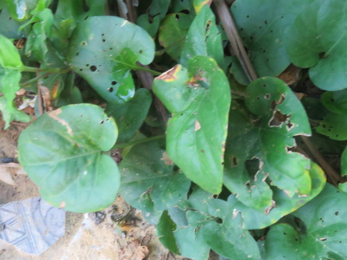 Image of Lycianthes asarifolia by (c) Vincent A. Vos, some rights reserved (CC BY)