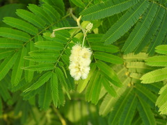 Senegalia bonariensis