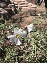 Oenothera