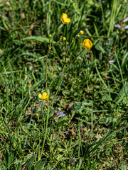 Ranunculus acris acris
