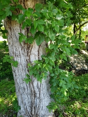 Toxicodendron radicans