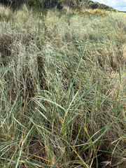 tom rundle, CC0, iNaturalist via GBIF Thinopyrum junceum, photograph tom rundle, CC0, iNaturalist via GBIF