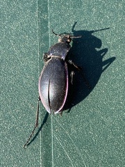 Carabus germarii