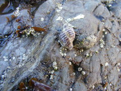 Acanthinucella spirata