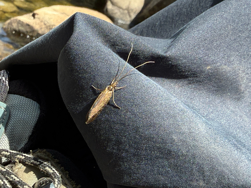 iNaturalist observation photo of Integripalpia