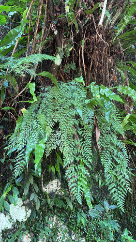 Asplenium pseudolaserpitiifolium observed 2026-06-30