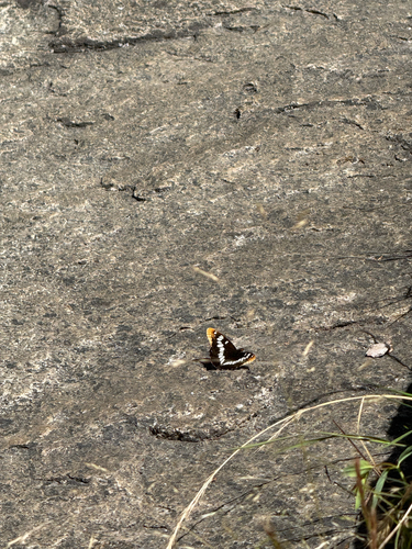 iNaturalist observation photo of Lorquin's Admiral