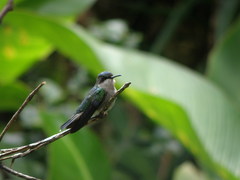 Riccordia bicolor