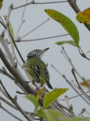 Todirostrum maculatum