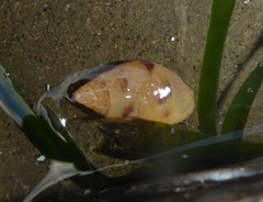 Amphissa versicolor