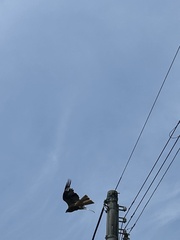 Black-eared Kite