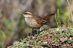 Cinclodes albidiventris