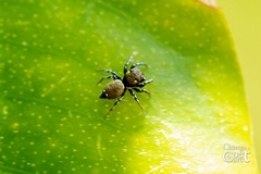 Heliophanus tribulosus