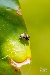 Heliophanus tribulosus