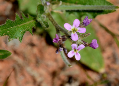 Strigosella africana, photograph (c) James (Jim) Duggan, some rights reserved (CC BY)