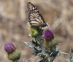Cirsium rhaphilepis
