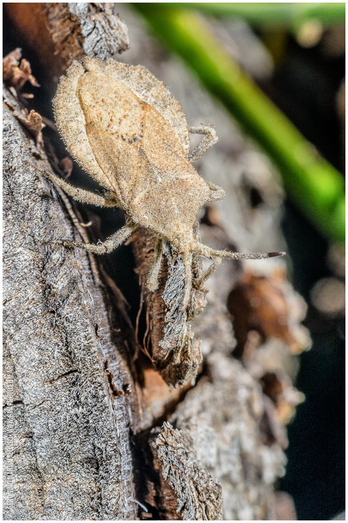 Spartocera dentiventris