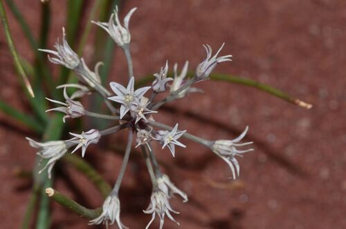 Allium macropetalum