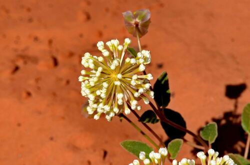Abronia elliptica, photograph 3