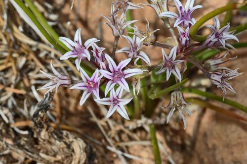 Allium macropetalum