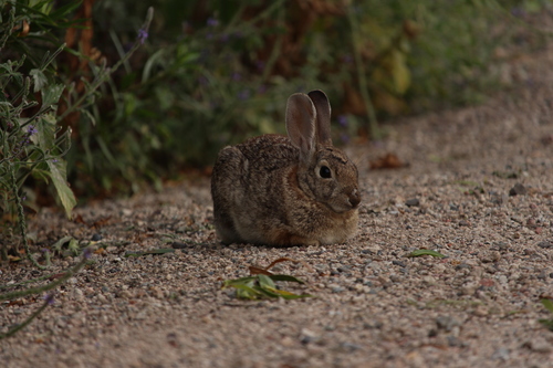 iNaturalist observation photo of Desert Cottontail