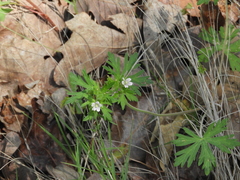 Geranium bicknellii