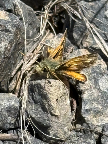 iNaturalist observation photo of Polites