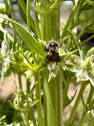 iNaturalist observation photo of Apine Bees
