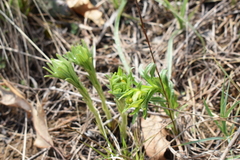 Lithospermum caroliniense