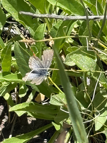 iNaturalist observation photo of Typical Blues