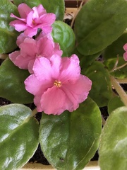 Streptocarpus ionanthus