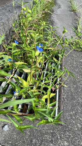 Asiatic dayflower
