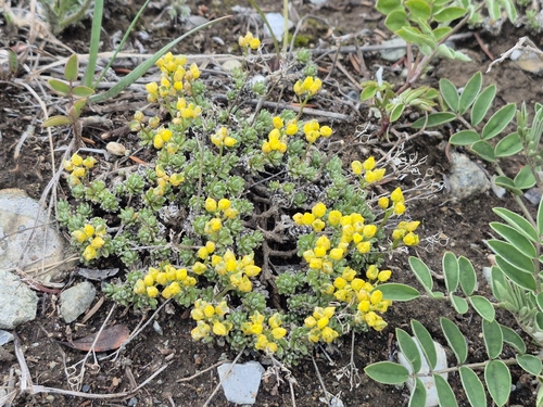 Draba oligosperma