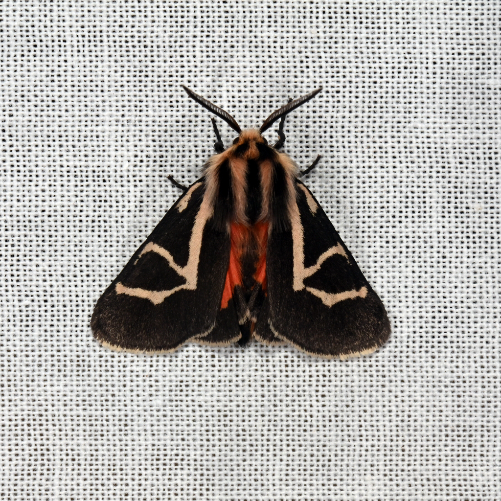 Apantesis f-pallida