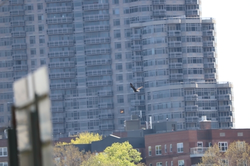 Bald Eagle photographed in New York