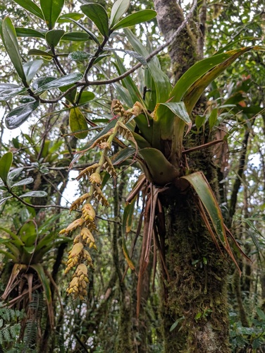 Racinaea tetrantha, photograph 2
