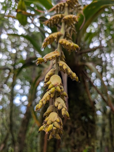 Racinaea tetrantha