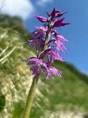 Early Purple Orchid