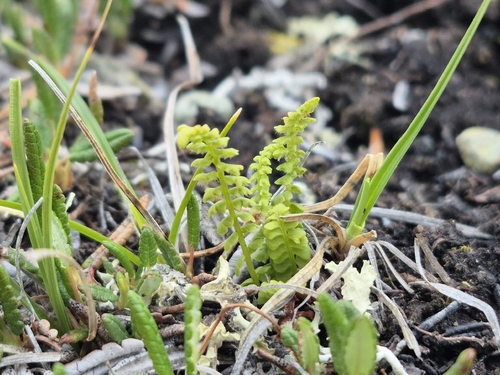 Woodsia glabella, photograph 6