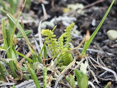 Woodsia glabella, photograph (c) Syd Cannings, some rights reserved (CC BY)
