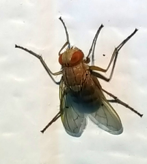 Ormia