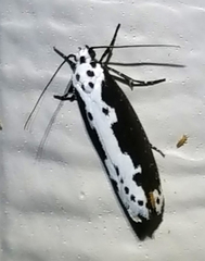Ethmia semilugens