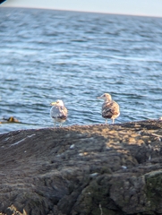 American Herring Gull