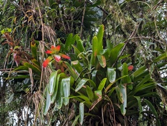 Guzmania gloriosa