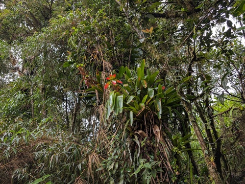 Guzmania gloriosa, photograph 1