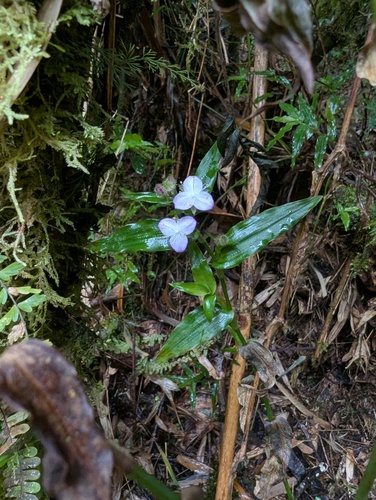 Elasis hirsuta