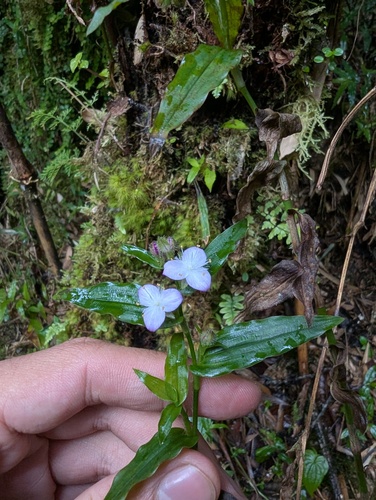 Elasis hirsuta, photograph 2