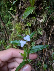 Elasis hirsuta, photograph (c) Yuri Sofronov, some rights reserved (CC BY)