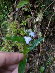 Elasis hirsuta, photograph (c) Yuri Sofronov, some rights reserved (CC BY)
