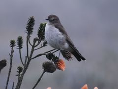 Muscisaxicola alpinus